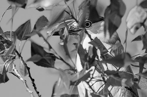 Black Crowned Night Heron Keeping Watch Among Leaves (Gray)