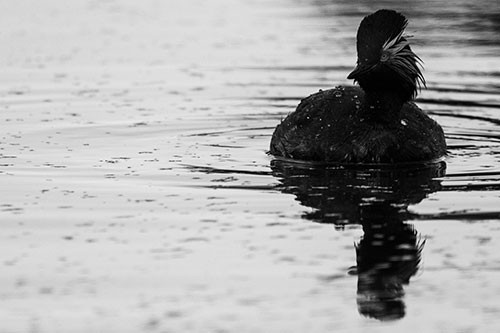 Black Necked Eared Grebe Floating Atop Lake (Gray)