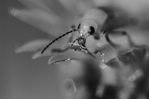 Blister Beetle Feasts Atop Gumplant Flower (Gray)
