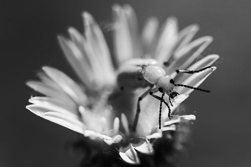 Blister Beetle Guards Gumplant Flower (Gray)