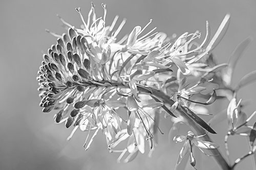 Blossoming Lily Of The Nile Flower (Gray)