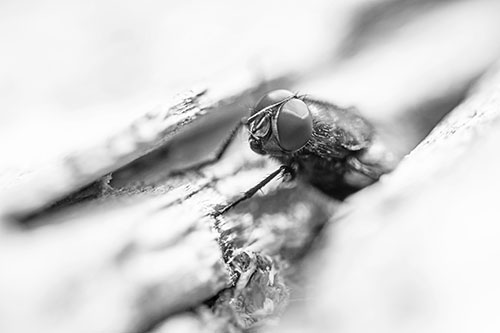 Blow Fly Hiding Among Tree Bark Crevice (Gray Photo)