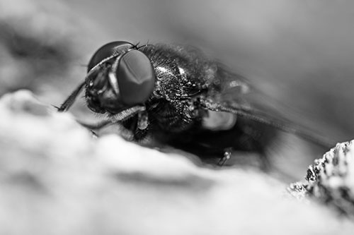 Blow Fly Resting Among Sloping Tree Bark (Gray Photo)