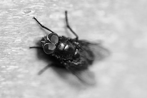 Blow Fly Spread Vertically (Gray Photo)
