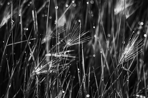 Blurry Water Droplets Clamp Onto Reed Grass (Gray Photo)