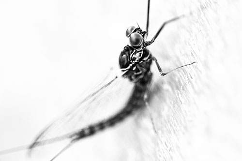 Body Bending Mayfly Resting Vertically (Gray Photo)