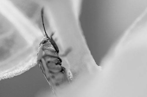 Boxelder Beetle Crawling Up Plant Stem (Gray Photo)