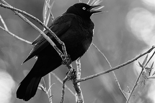 Brewers Blackbird Chirping Atop Sloping Branch (Gray Photo)