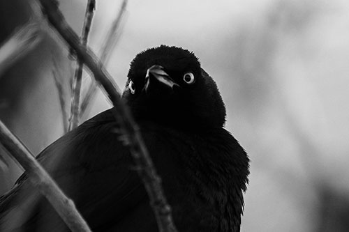 Brewers Blackbird Keeping Watch (Gray Photo)