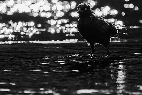 Brewers Blackbird Watches Water Intensely (Gray Photo)
