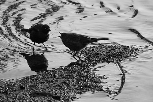Brewers Blackbirds Feeding Along Shoreline (Gray Photo)