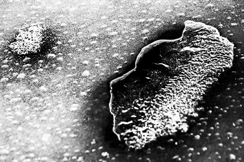 Bubble Head Face Peeking Through Ice (Gray Photo)
