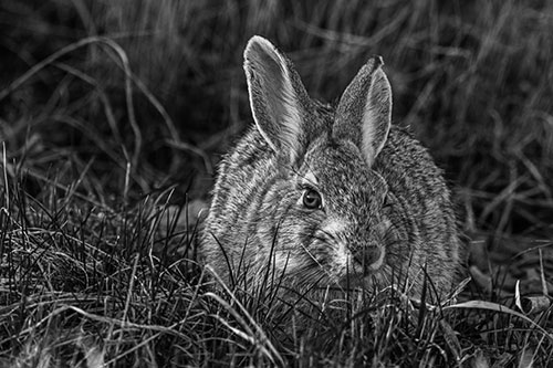 Bunny Rabbit Lying Down Among Grass (Gray Photo)