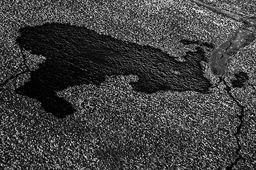 Bunny Rabbit Puddle Figure Formation (Gray Photo)