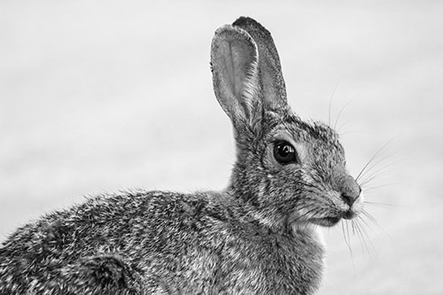 Bunny Rabbit Taking Gander Around Park (Gray)