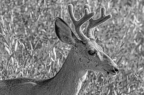 Calm Mule Deer Casually Wandering Around Vegetation (Gray)