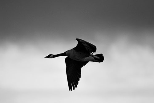 Canadian Goose Flying Among Sunrise (Gray Photo)