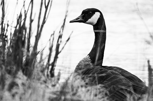 Canadian Goose Hiding Behind Reed Grass (Gray Photo)