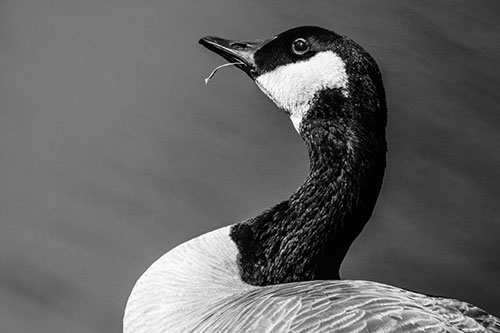 Canadian Goose Munches Single Grass Blade (Gray)