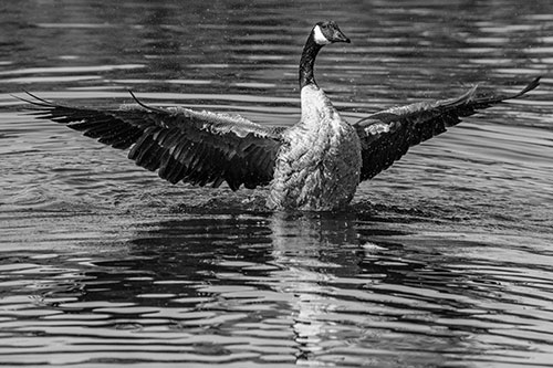 Canadian Goose Spreads Wings Among Lake Top (Gray)