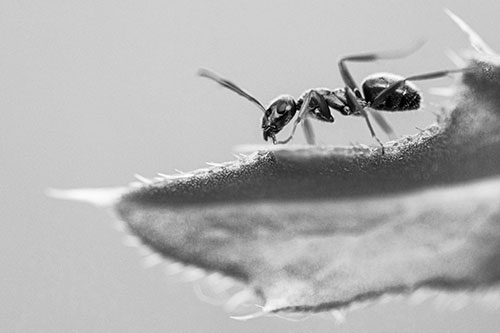 Carpenter Ant Crawls Across Spiky Thistle Leaf (Gray)