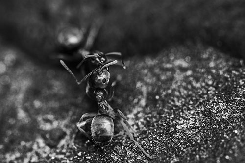 Carpenter Ants Battling Over Territory (Gray Photo)