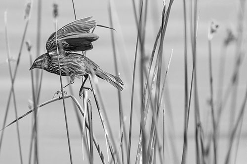 Cattail Jumping Female Red Winged Blackbird (Gray)