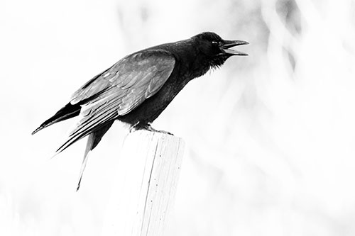 Cawing Crow Atop Crooked Wooden Post (Gray Photo)