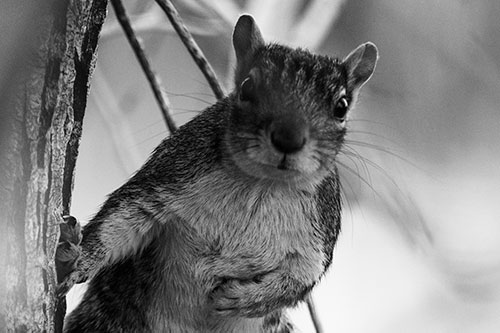 Chest Holding Squirrel Leans Against Tree (Gray Photo)