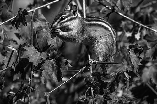 Chipmunk Feasting On Tree Branches (Gray Photo)