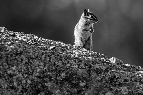 Chipmunk Standing Atop Sloping Fungi Rock (Gray Photo)