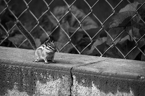 Chipmunk Walking Along Wet Concrete Wall (Gray Photo)