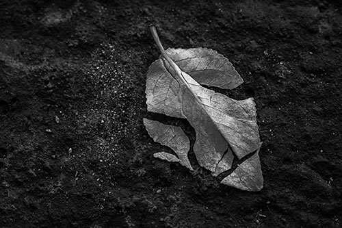 Chipped Leaf Face Rests Atop Pavement (Gray)