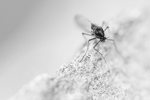 Chironomid Midge Fly Standing Along Rock Edge (Gray Photo)