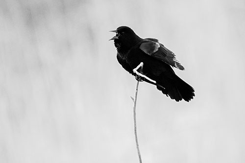 Chirping Red Winged Blackbird Atop Snowy Branch (Gray Photo)