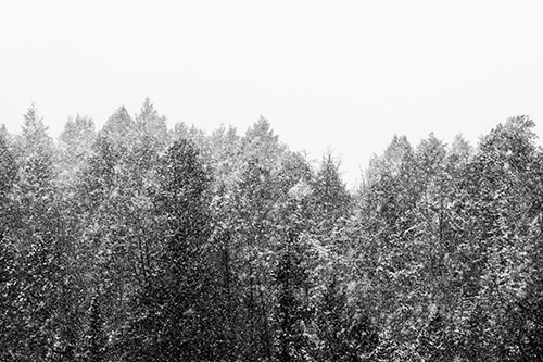 Christmas Snow Blanketing Trees (Gray Photo)