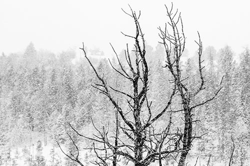 Christmas Snow On Dead Tree (Gray Photo)