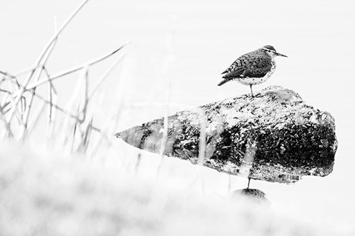 Chubby Dunlin Bird Standing Atop Lake Rock (Gray Photo)
