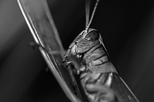 Climbing Grasshopper Crawls Upward (Gray Photo)