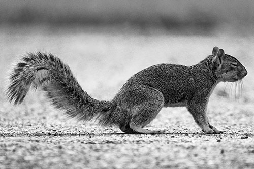Closed Eyed Squirrel Meditating (Gray)