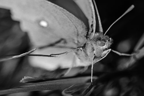 Cloudless Sulphur Butterfly Taking Stance (Gray)