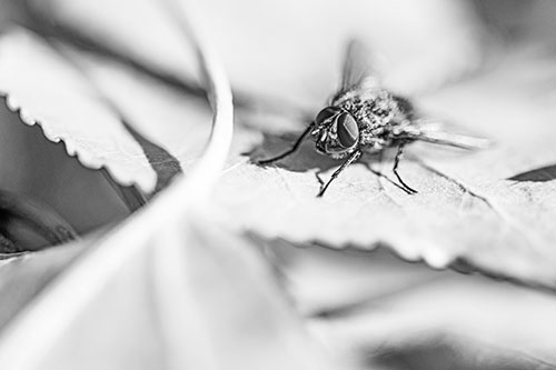 Cluster Fly Standing Atop Stacked Intersecting Leaves (Gray)