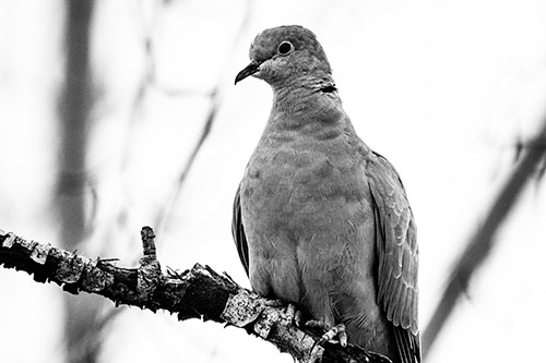 Collared Dove Perched Atop Peeling Tree Branch (Gray Photo)