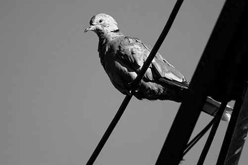 Collared Dove Perched Atop Wire (Gray Photo)