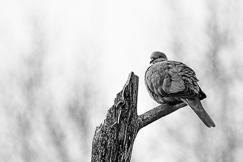 Collared Dove Sitting Atop Broken Tree (Gray)