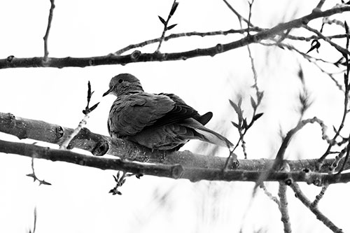 Collared Dove Sitting Atop Tree Branch (Gray Photo)