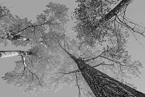 Colorful Towering Autumn Trees Among Clear Sky (Gray)