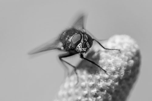 Confused Blow Fly Tilts Head Atop Coneflower (Gray)