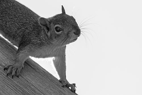 Confused Head Tilting Squirrel Standing Along Wooden Pole (Gray)