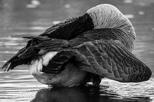Contorting Canadian Goose Playing Peekaboo (Gray Photo)